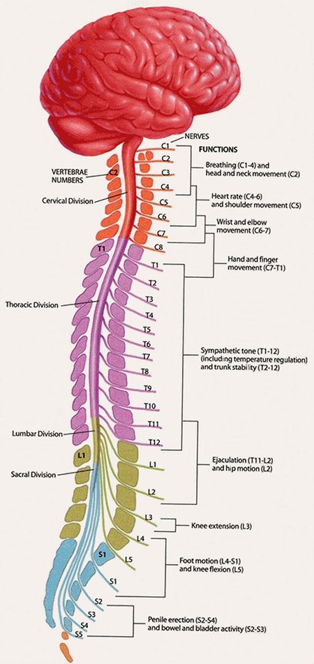 Central Nervous System – Diet Your MS